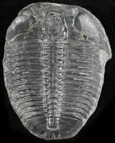 Elrathia Trilobite - Wheeler Shale, Utah #24798